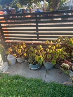 Succulents