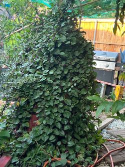 Gratis espinaca malabar hoja de guayaba hoja de limón