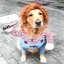 Dog Funny Clothes