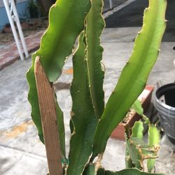 dragon fruit, red $24 To 30