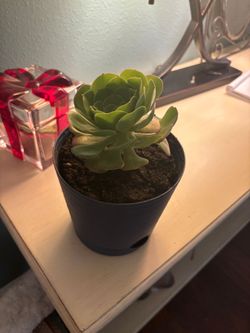 Living Plants indoor/outdoors