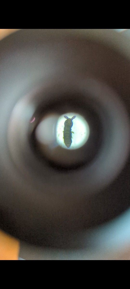 (OBO Hit Me With Your Best Offer, Open To Trades) Lab-Grade Microscope