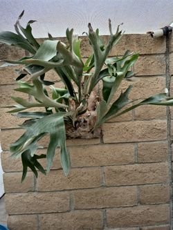 Staghorn