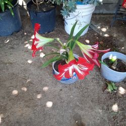 Lirio