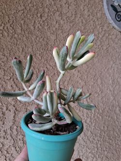 Variegated Cotyledon Succulent Plant $20