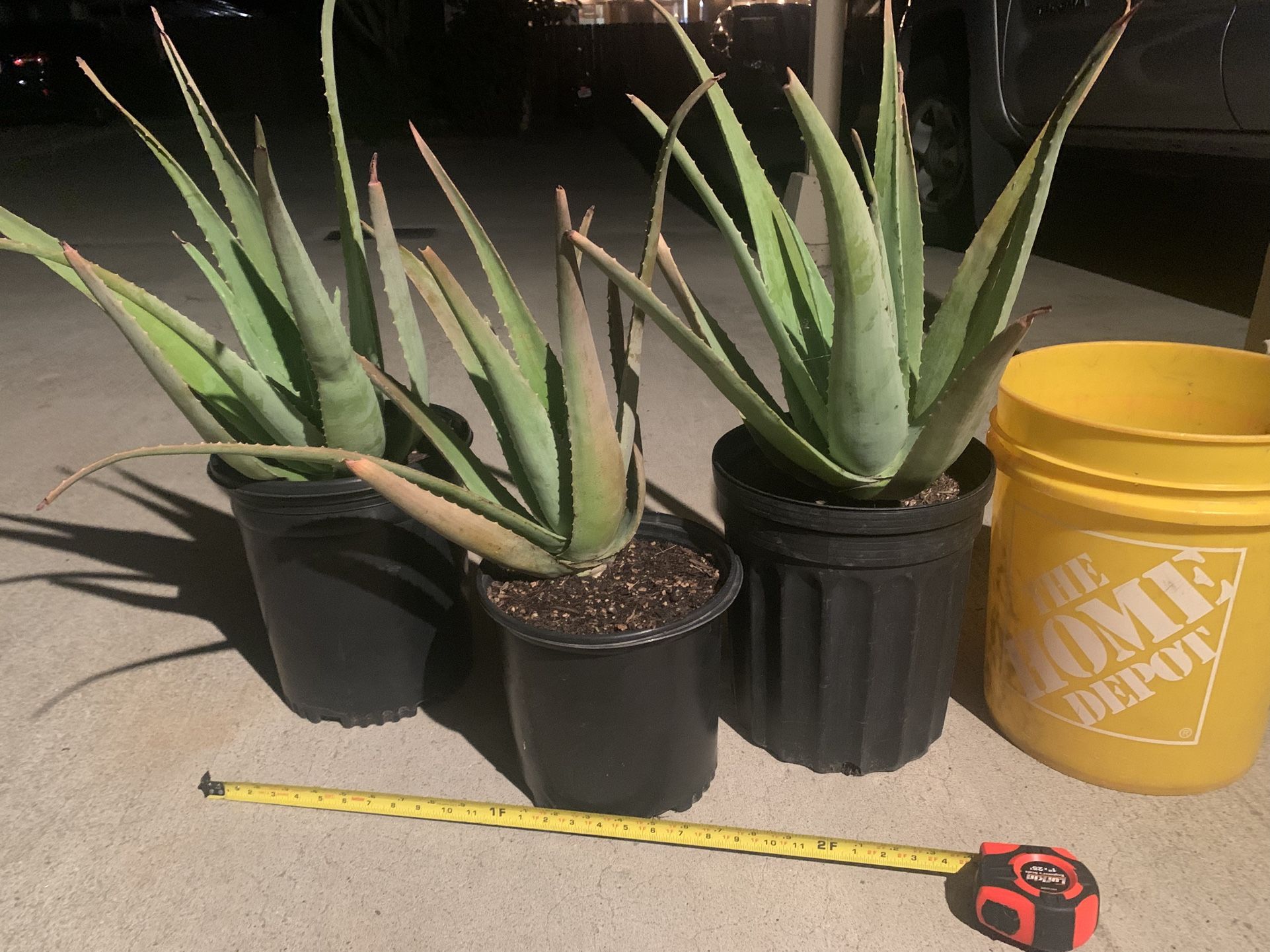 Aloe Vera (yellow flower variety)