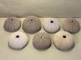 Lot of 7 Large Sea Urchins