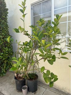 Sweet Lemon Trees