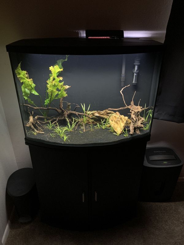 gallon tank 36 bow fish offerup setup