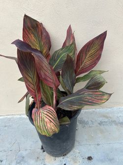 Canna Lily Plant
