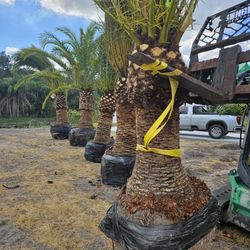 Canary palms all sizes available  Instant  decoration  