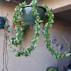 Large Hoya Hindu Rope Compacta Plant $65