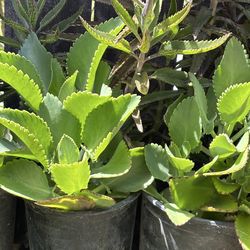 Kalanchoe o madre de miles