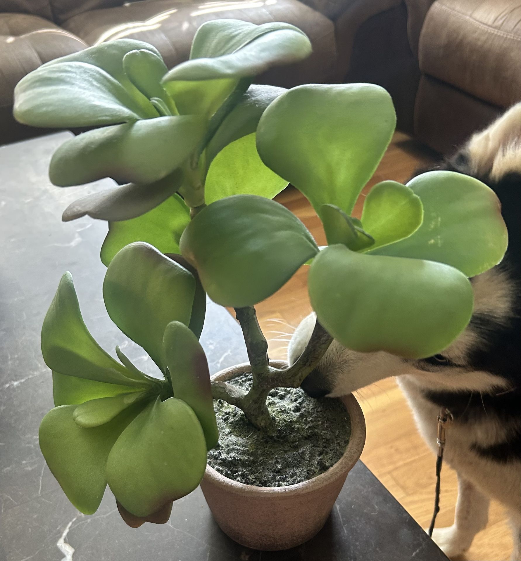 Artificial Potted Succulent Plant. Read Description