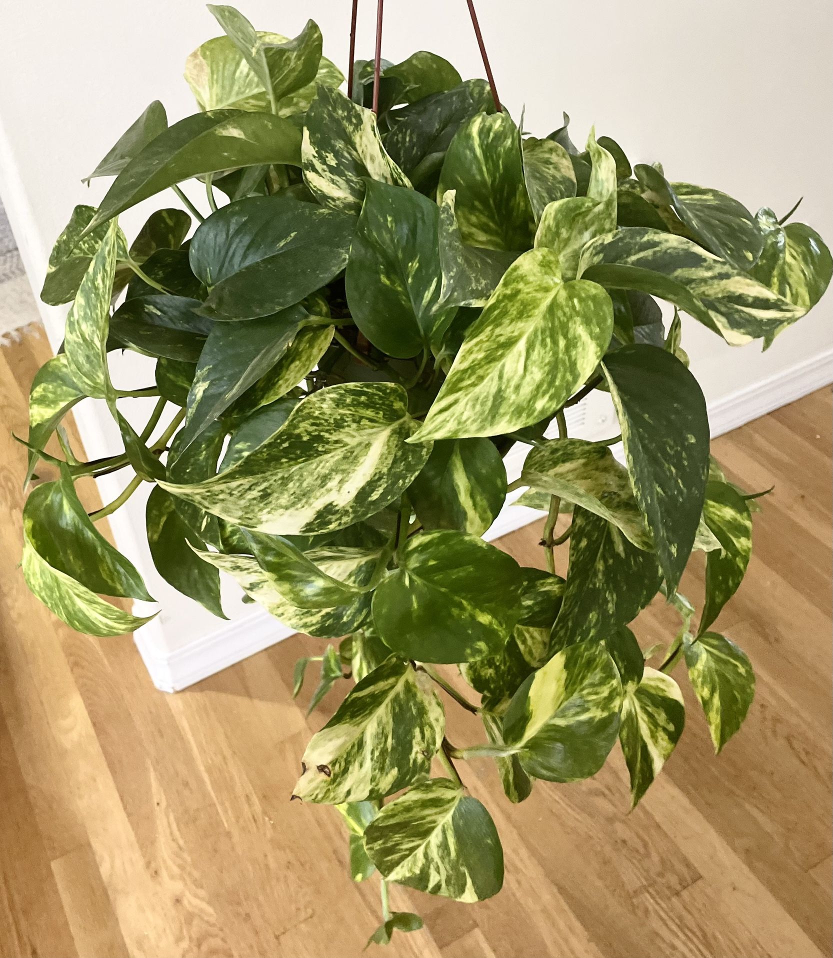 Glitter Goddess Pothos Plant / Not Golden Pothos / Free Delivery Available 