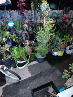 Outdoor Plants