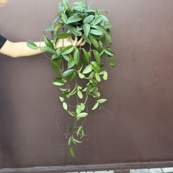 6” Hoya Jade 