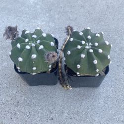 Pair of Domino Cactus (2), Echinopsis Subduendata In Small Pots. In Bud
