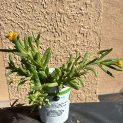 Yellow Ice Plant. 