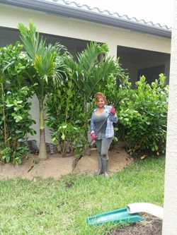 Clusias 7 gallon aprox 3.5 divide property fence