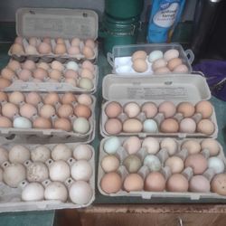 Farm Fresh Chicken And Duck Eggs