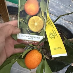Meiwa kumquat Trees 
