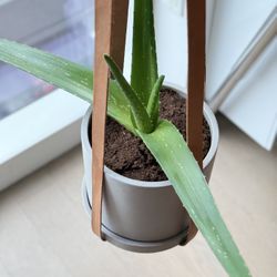 2 Leather Plant Hanger holders