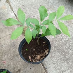 Planta De Nuez $15