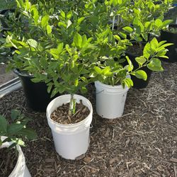 Mexican Lime Trees Loaded With Limes
