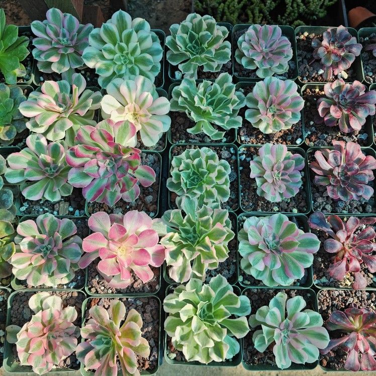 Aeonium Variegated / Rare Plants