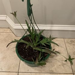 Kalanchoe 'Elk Antlers' Plant 