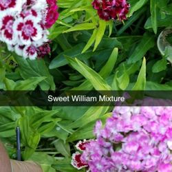 Outsidepride Dianthus Sweet William Flower

plant