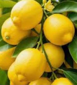 Lemon 🍋 plants