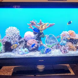 Phillips 50" Plasma TV