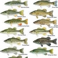 12’ FiberGlass Boat