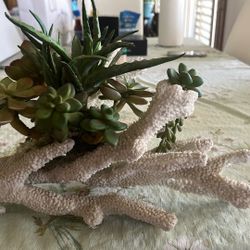 Plant On Shell Decoration 