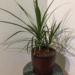 2 Plants On porcelain Pot. Diameter 9, Height 6 Inches 