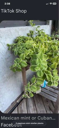 Mexican Mint / Cuban oregano
