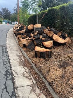 Free!!! Large Pile of Cut Firewood Logs