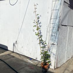 Passion Fruit Plant 