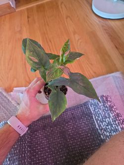 Pink Splash Syngonium