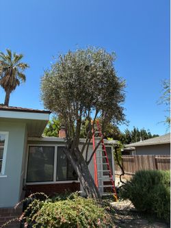 Trees olive tree and stump grinder for sale.
