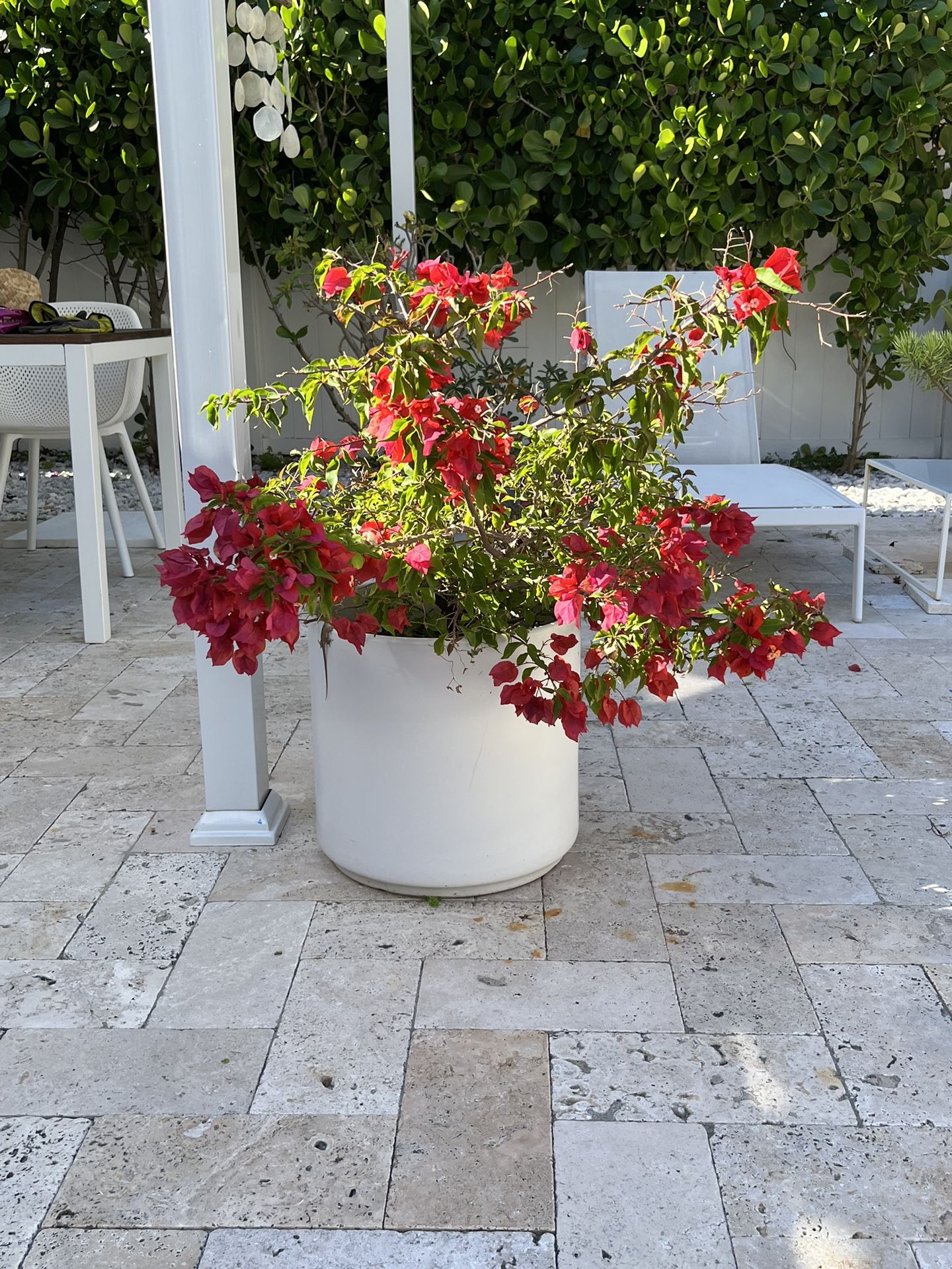 Bougainvillea Red Flower 