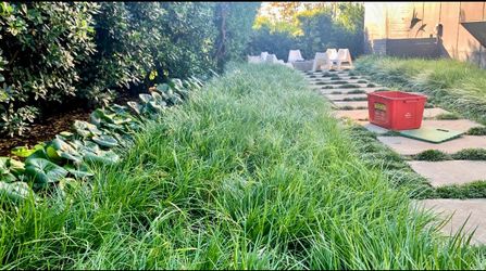 White Lilyturf Ornamental Grass