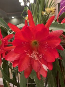 Beautiful Large Bright Deep Red Epiphyllum Cactus Orchid Fresh Cutting 8-10in 
