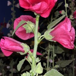 Red Flowers Floral Plant