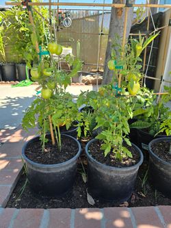 Tomato Plants