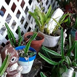 SUCCULENTS., CATUS. READ DISCRIPTION 