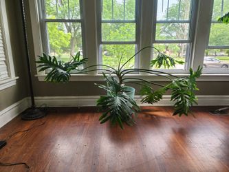 Split-leaf Philodendron