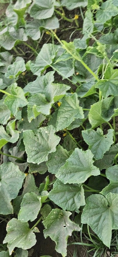 PEPINOS. ORGANICOS.    1$  Libra 